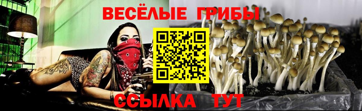 Псилоцибиновые грибы Psilocybe Воскресенск